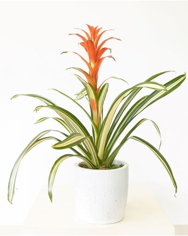 Bromeliad Beauty Plant