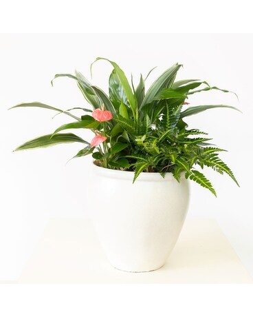 Tranquility Plant
