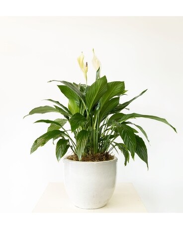 Peaceful Plant