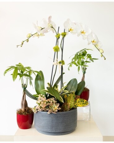 Triple Treat Plant