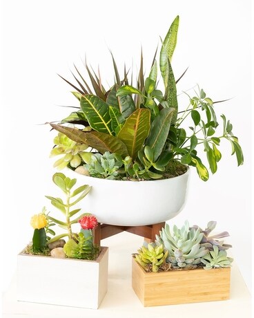 Three's Company Plant
