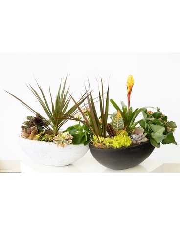 Ying and Yang Plant