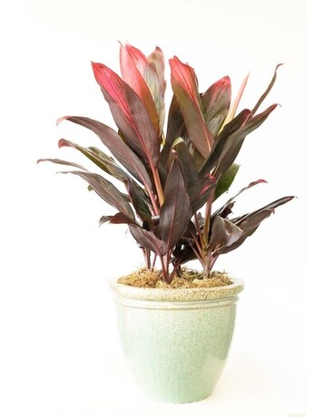 Tropical Sunrise Plant