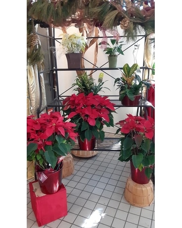 BOGO - Poinsettias Flower Arrangement