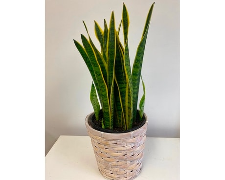 Snake Plant Flower Arrangement
