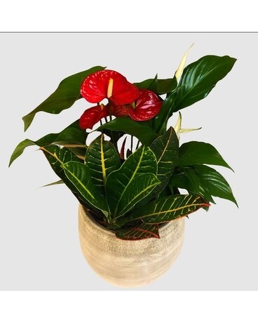 Cresta Anthurium planter Dish Garden Plant