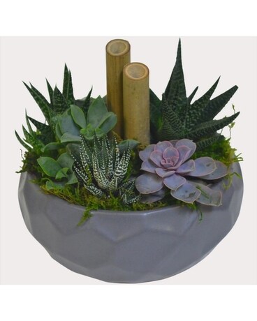 Grey Succulent Planter Dish Garden Plant
