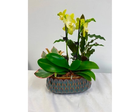 Ohgee oval orchid Dish Garden Plant