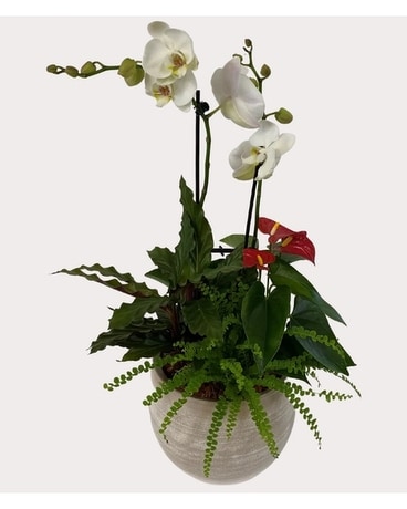 Cresta Orchid Planter Plant