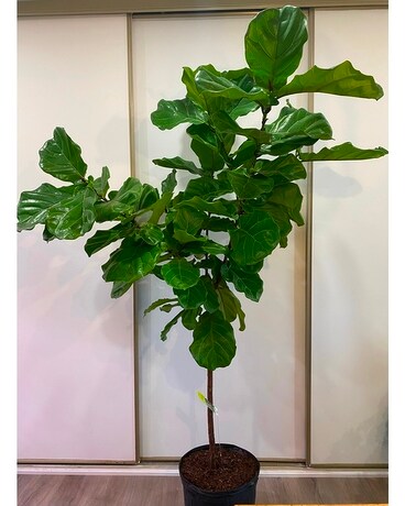 Ficus Lyrata 14