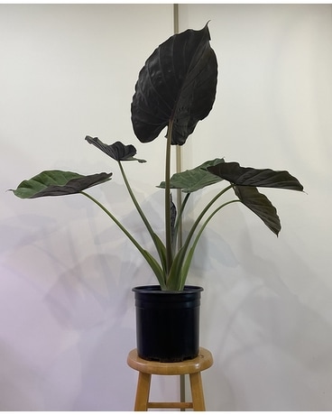 Alocasia Wentii 10