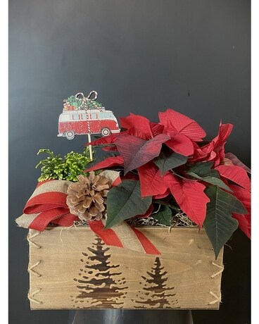 Christmas In A Box Dish Garden Plant