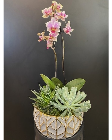 Gold Leaf Orchid Garden Dish Garden Plant