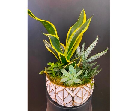 Gold Leaf Succulent Garden Dish Garden Plant