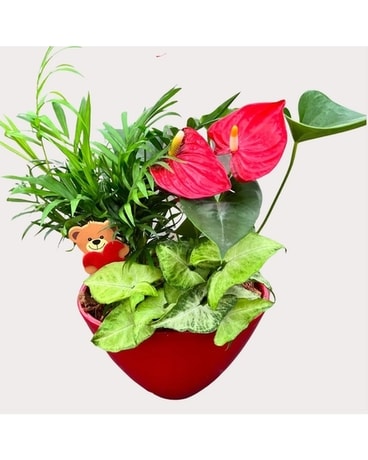 Red Tropical Planter Dish Garden Plant
