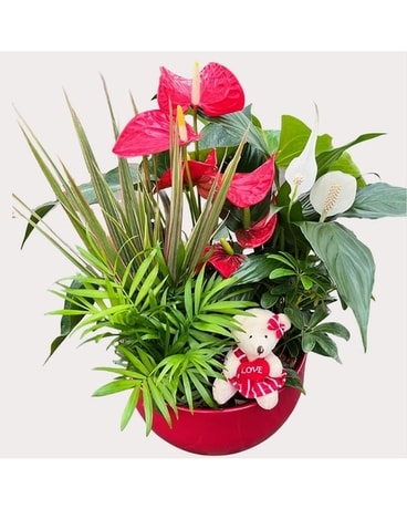 Red Super Tropical Garden Dish Garden Plant