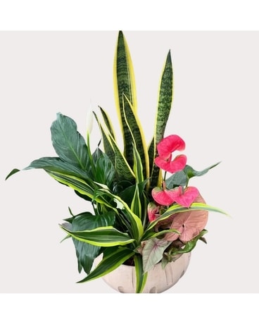 Cream Tropical Planter Dish Garden Plant
