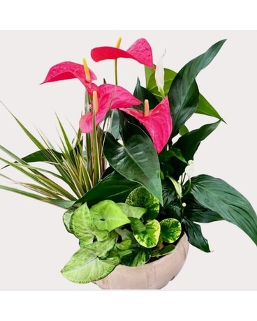 Cream Anthurium Planter Dish Garden Plant