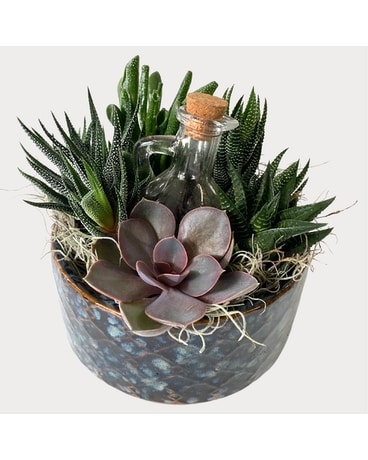 Message In A Bottle Dish Garden Plant
