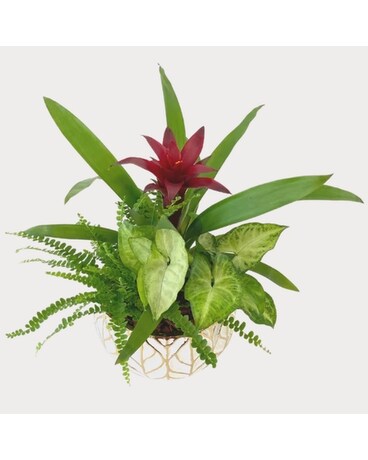 Gold Leaf Bromeliad Dish Garden Plant