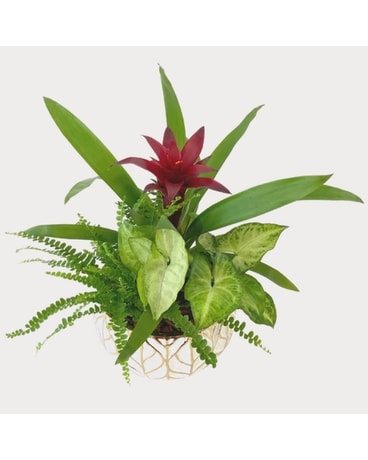Gold Leaf Bromeliad Dish Garden Plant