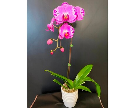 Cascading Orchid Plant