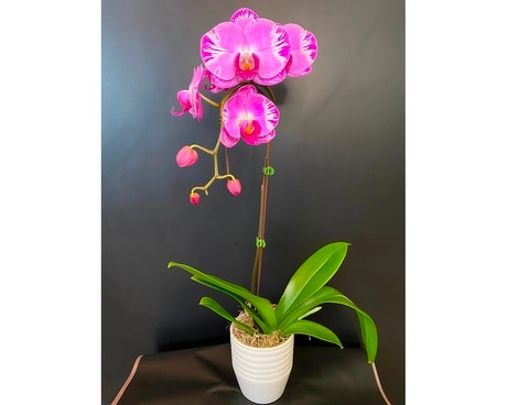 Cascading Orchid Plant