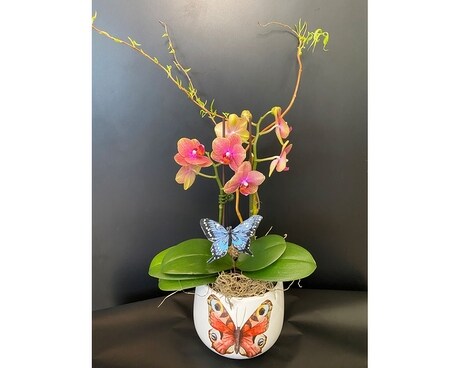 Mini Butterfly Orchid Plant
