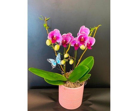 Mini Butterfly Orchid -Pink Plant
