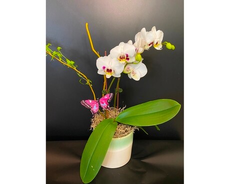 Mini Butterfly Orchid -green Plant