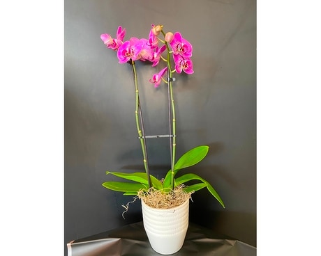 Double Stem Orchid Plant