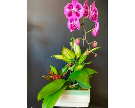 Cascading Orchid Garden Plant