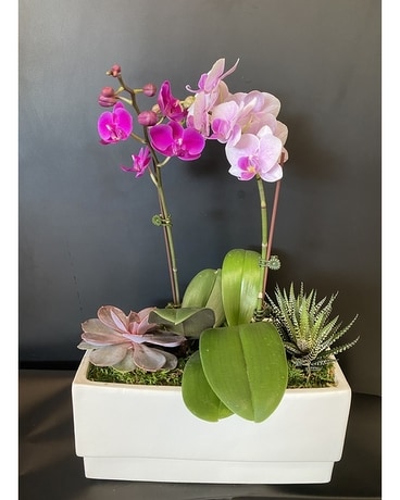 Orchid Party Plant