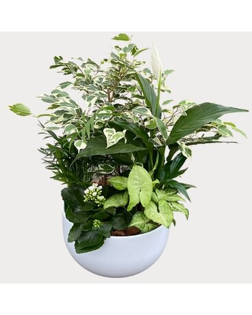 Ficus Plant Garden Plant