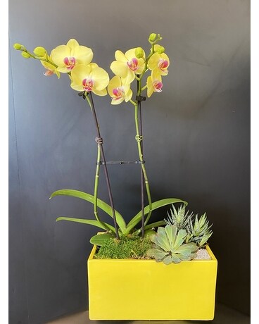 Lemonade Garden Plant