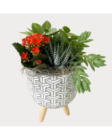 Succulent Tripod Plant