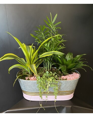 Sweet Home Garden Plant
