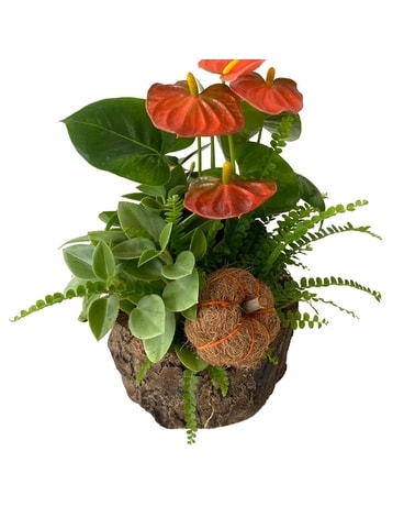 Tropical Tree Bowl Plant