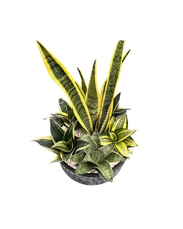 Desert Oasis Plant