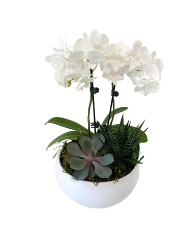 Orchid and Succulent Bowl Plant