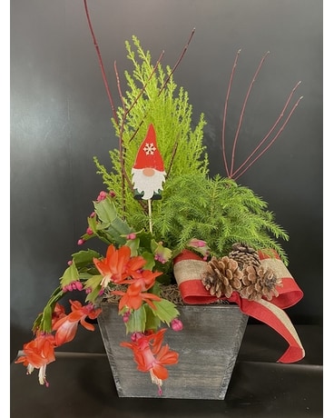 Festivities in a Box Plant
