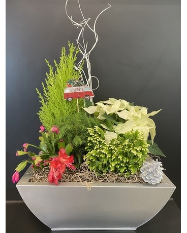 Winter Wonderland Garden Plant