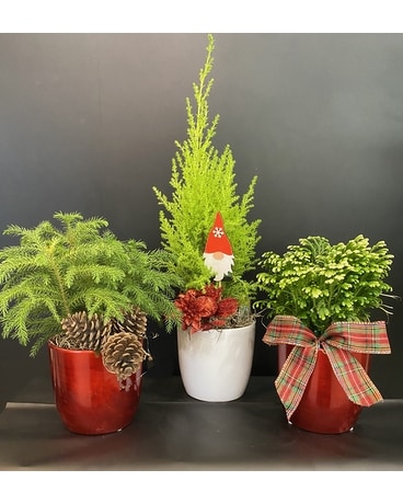 Christmas Trio Plant