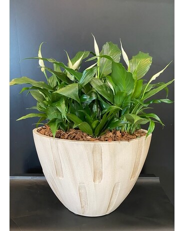 Cream Peace Lily Planter Plant