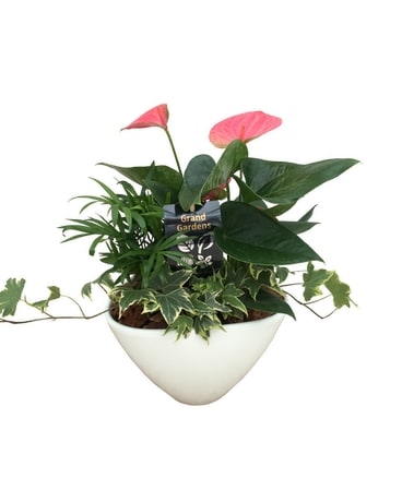 Small Oval Anthirium Planter Flower Arrangement
