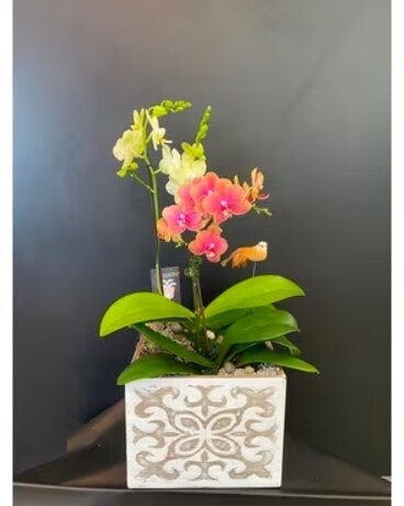 Dearest Orchid Box Plant