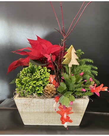 Holiday in a box Plant