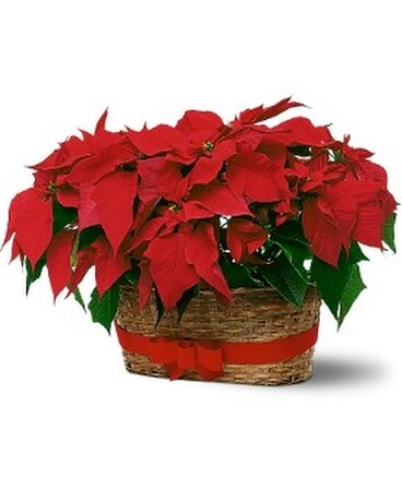 Double Poinsettia Basket Flower Arrangement