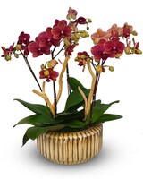Premium size, 19 inches height and 13 inches wide.