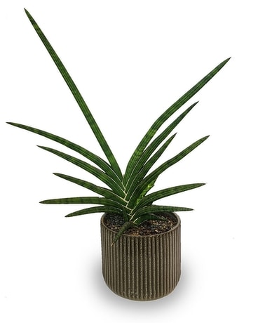 Unique Sanseveria Plant Flower Arrangement